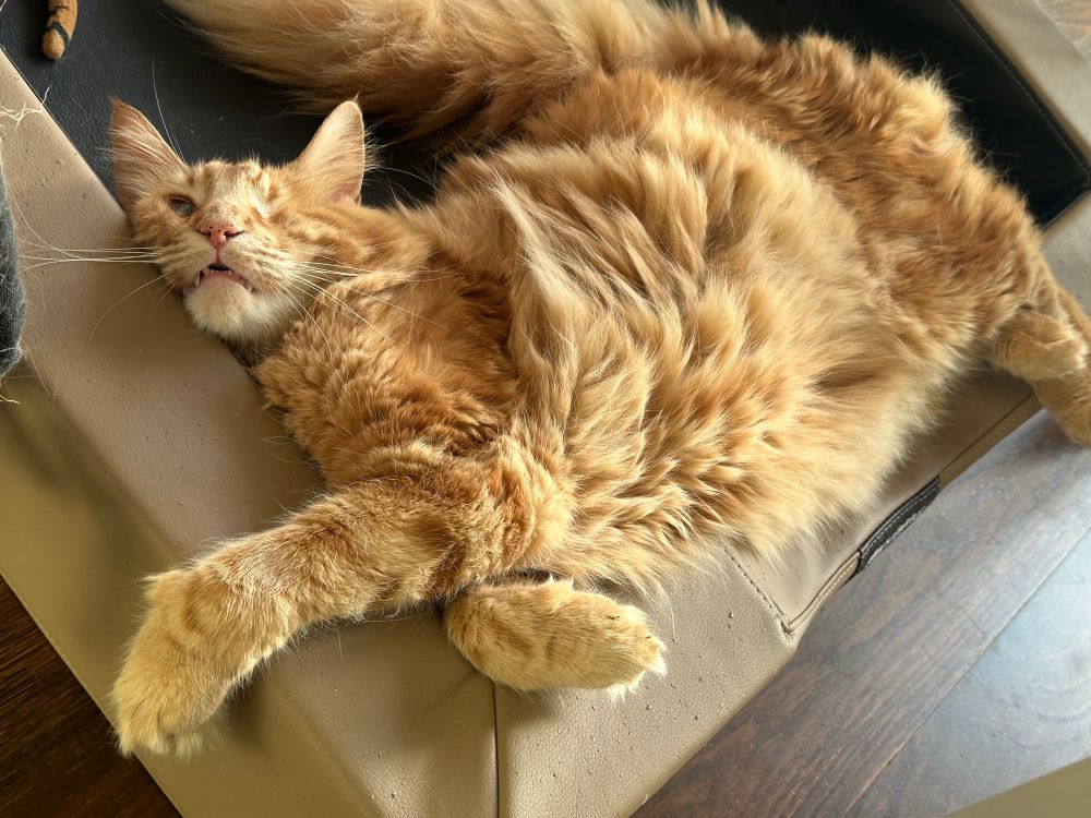 Orange cat cuddling on their bed. 