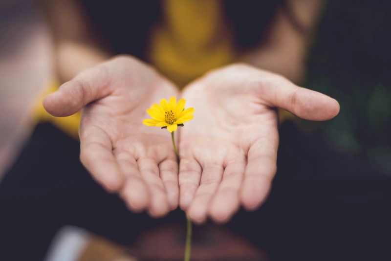 A pair of white hands cup a yellow flower. Image by Lina Trochez on Unsplash.