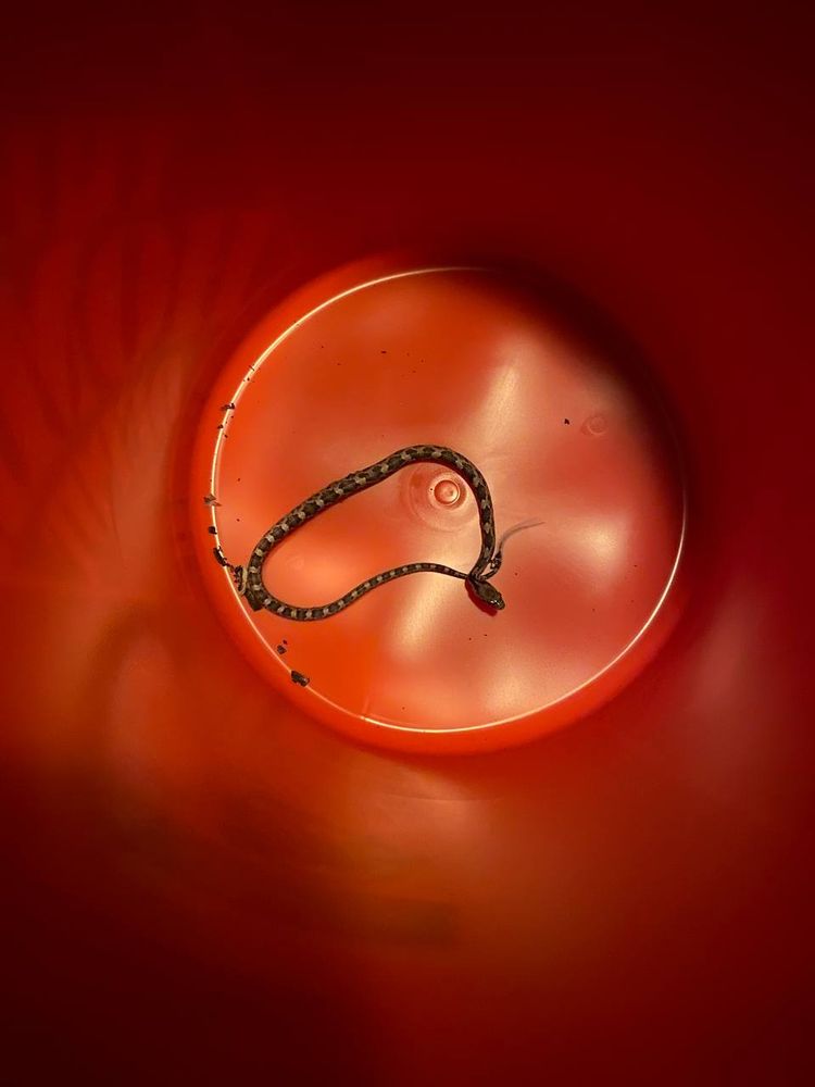 baby snake in a bucket