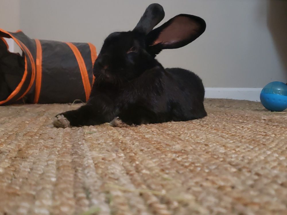 A black furred rabbit chilling on a jute rug, looking smug and satisfied because he knows he's cute. 
Picture taken at floor level
