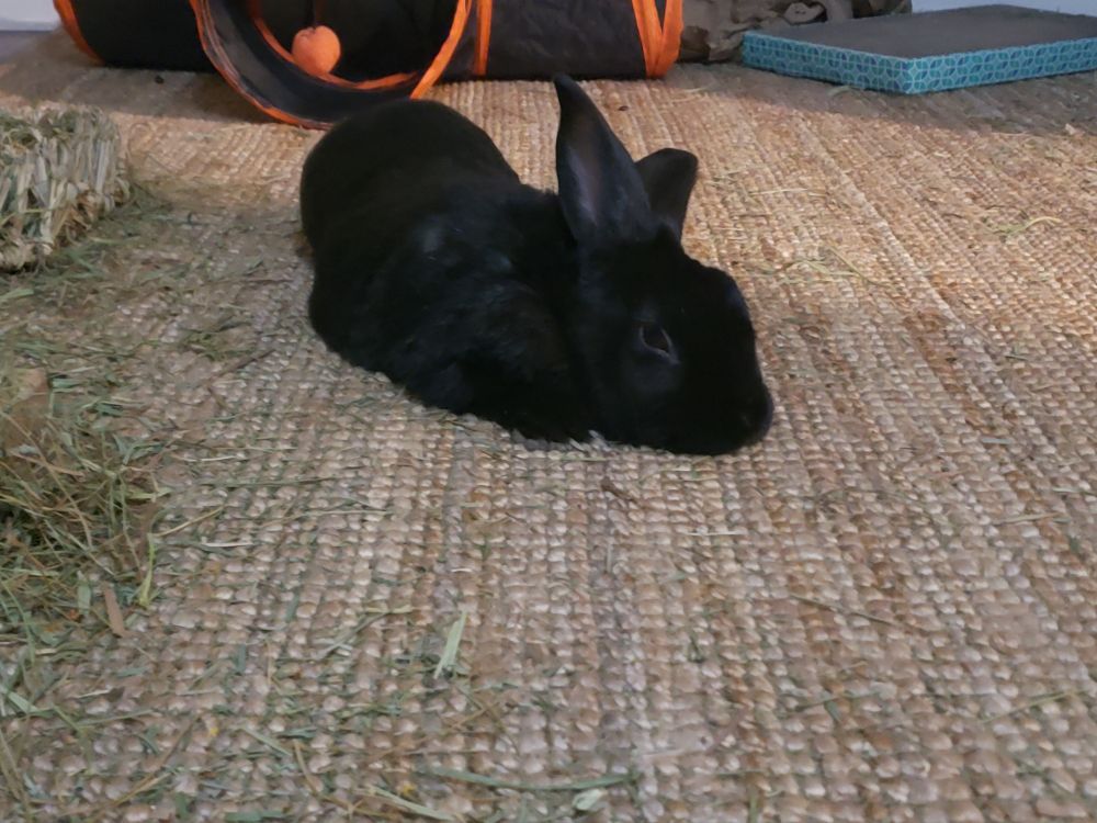 A black furred house rabbit laying on a jute rug, just chilling out and being comfy.
