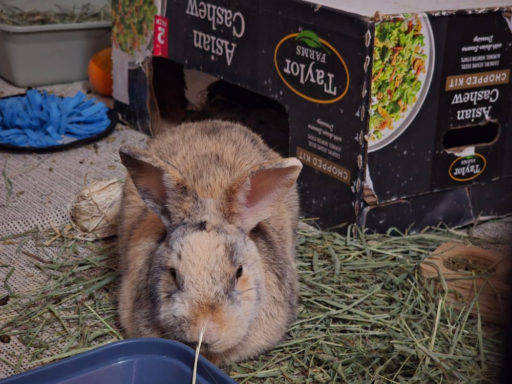 A tan and grey rabbit loafed amid a mess of hay and cardboard of his own making. He is content with the world.
