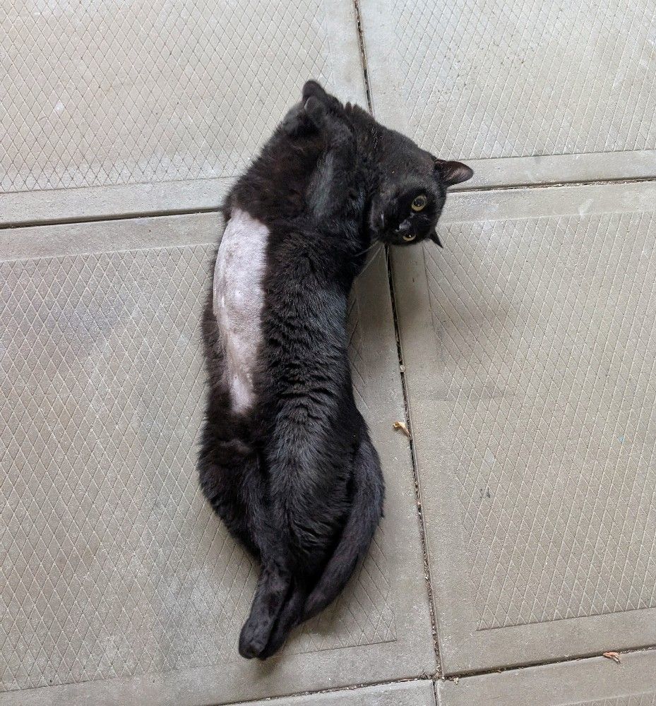 Black cat mid-way through a roll. His shaved belly is clearly exposed 