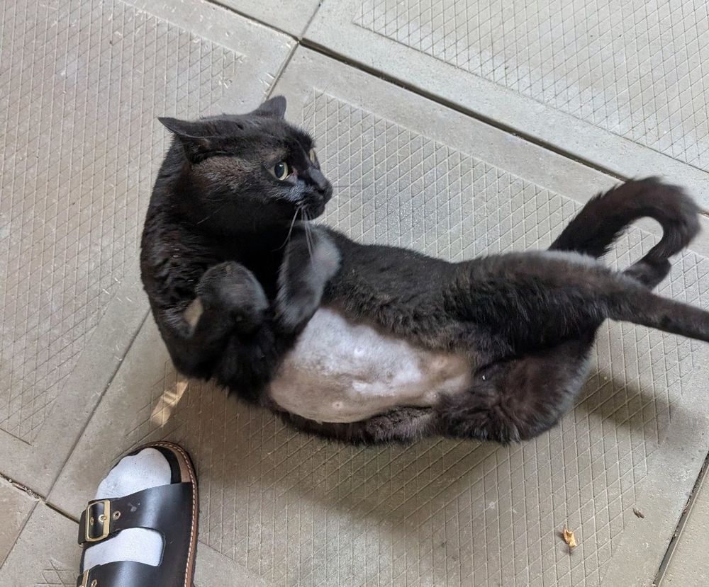 Black cat midway through a roll. Both his shaved belly and shaved front leg are visible. His legs are also posed in a humourous way.