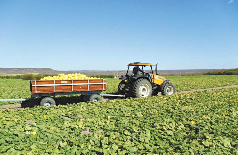 Economia do Ceará decola em 2024 com força do agro e indústria - Victor Ximenes - Diário do Nordeste