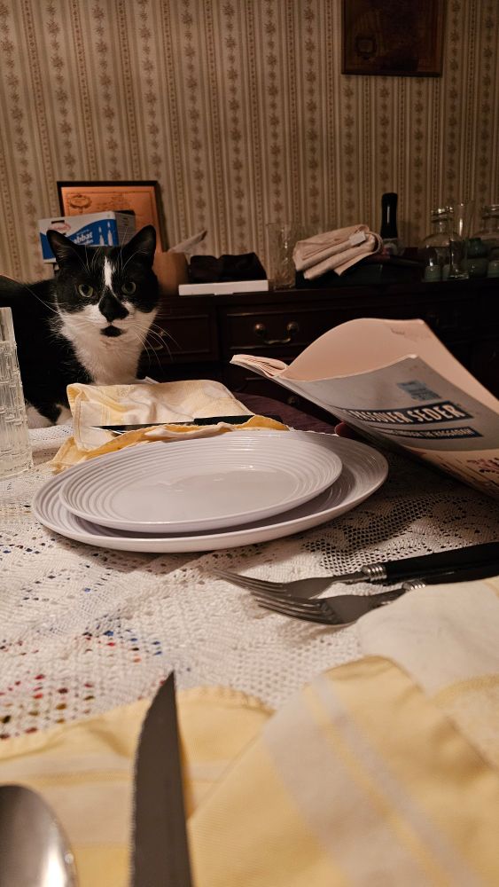 A black and white cat listens to the haggadah being read at a dinner table