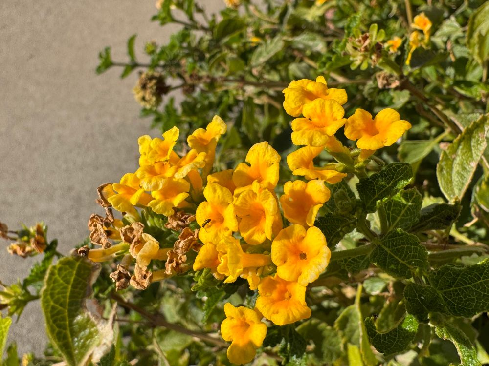 Several bunches of yellow flowers hovering over very green leaves, all smiling in the sunshine.