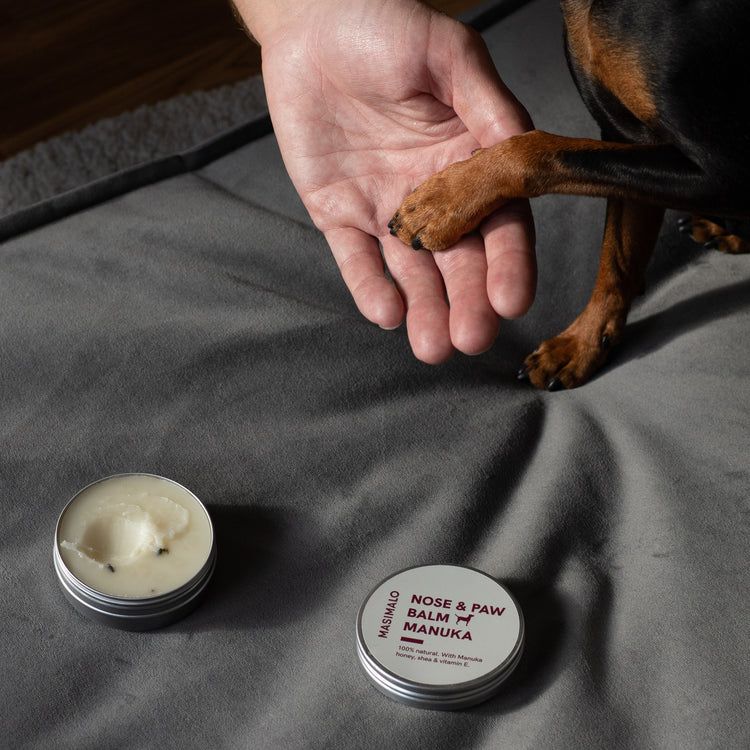 Im Bild sieht man die Hand eines Hundebesitzers und die Pfote eines Dackels, die gerade mit Masimalo's Nasen- und Pfotenbalsam aus Manukahonig gepflegt wurde.