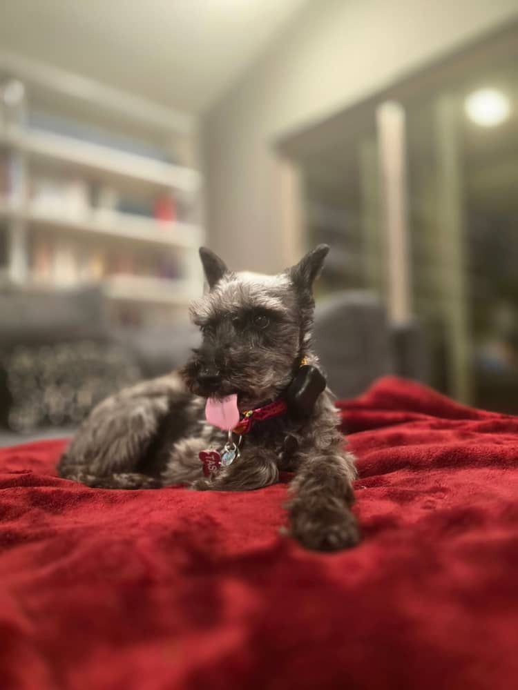 Tashi---Mini Schnauzer with giant tongue--