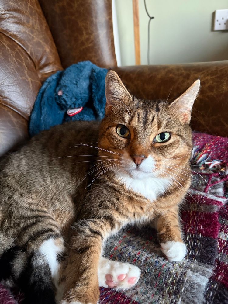 A gorgeous tabby cat (Kiki) laid on a tartan blanket atop a leather armchair. A blue cuddly toy rabbit sits behind her. She is looking at the camera.