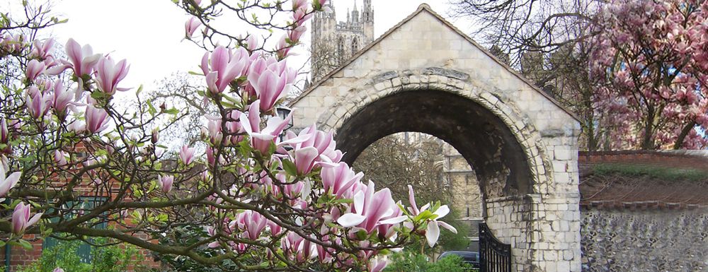Spring flowers 