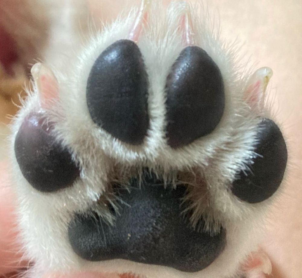 천방지축 아기강아지의 발바닥 젤리. 검정색이며 따뜻하고 땀이 난 상태이다.
