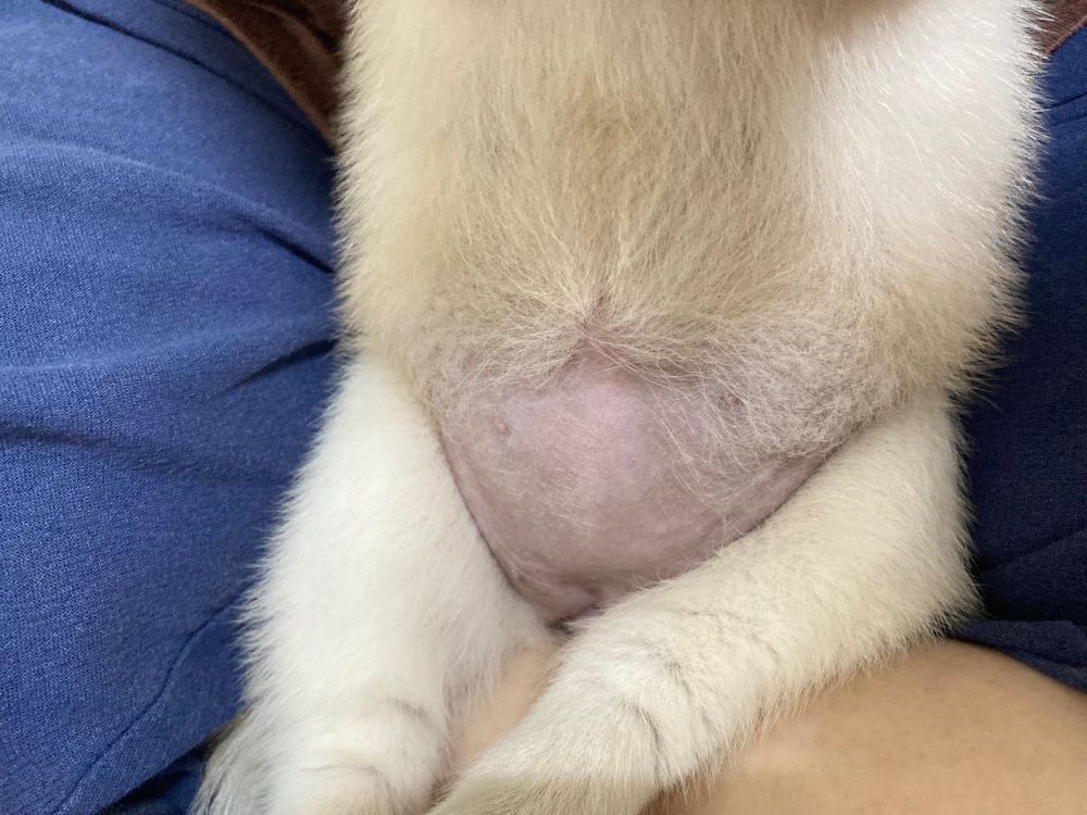 아기강아지 뱃살