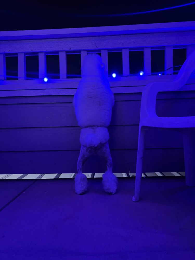 a white mini poodle standing up on its hind legs to look over a balcony. its in the typical poodle haircut, and its naked little leggies look fucking ridiculous 