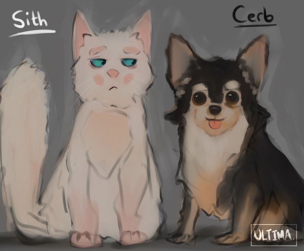 A white cat and black and white Pomeranian pup. The cat stares off at the dog in bemusement. 