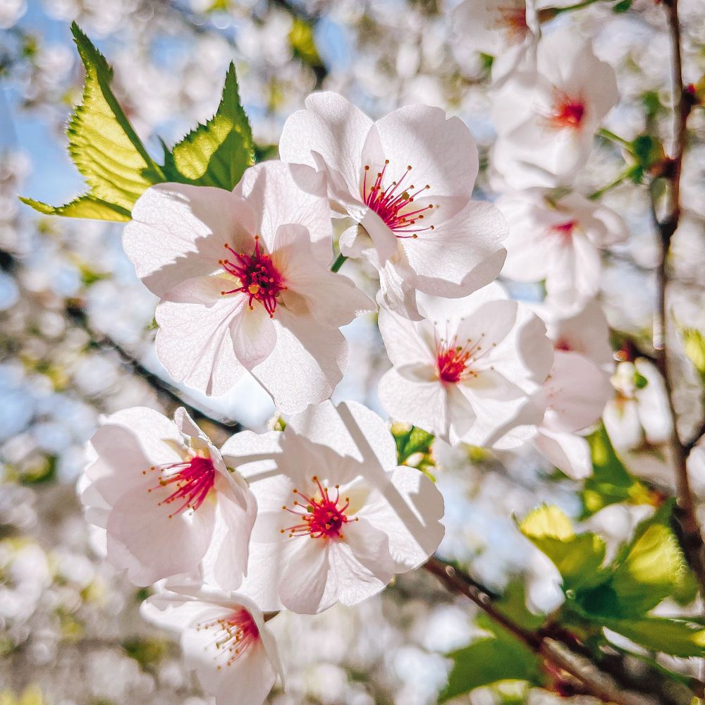More cherry blossoms