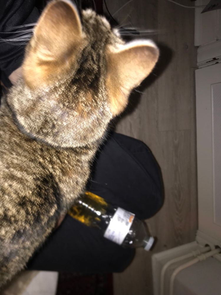 Brigitte le chat a 3 pattes et un flash vodka redbull sur mes genoux