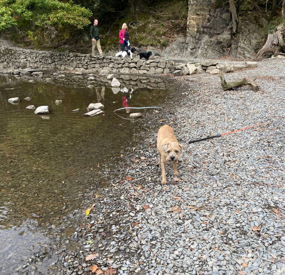 Rocky, border terrier, considering going for a paddle in Buttermere