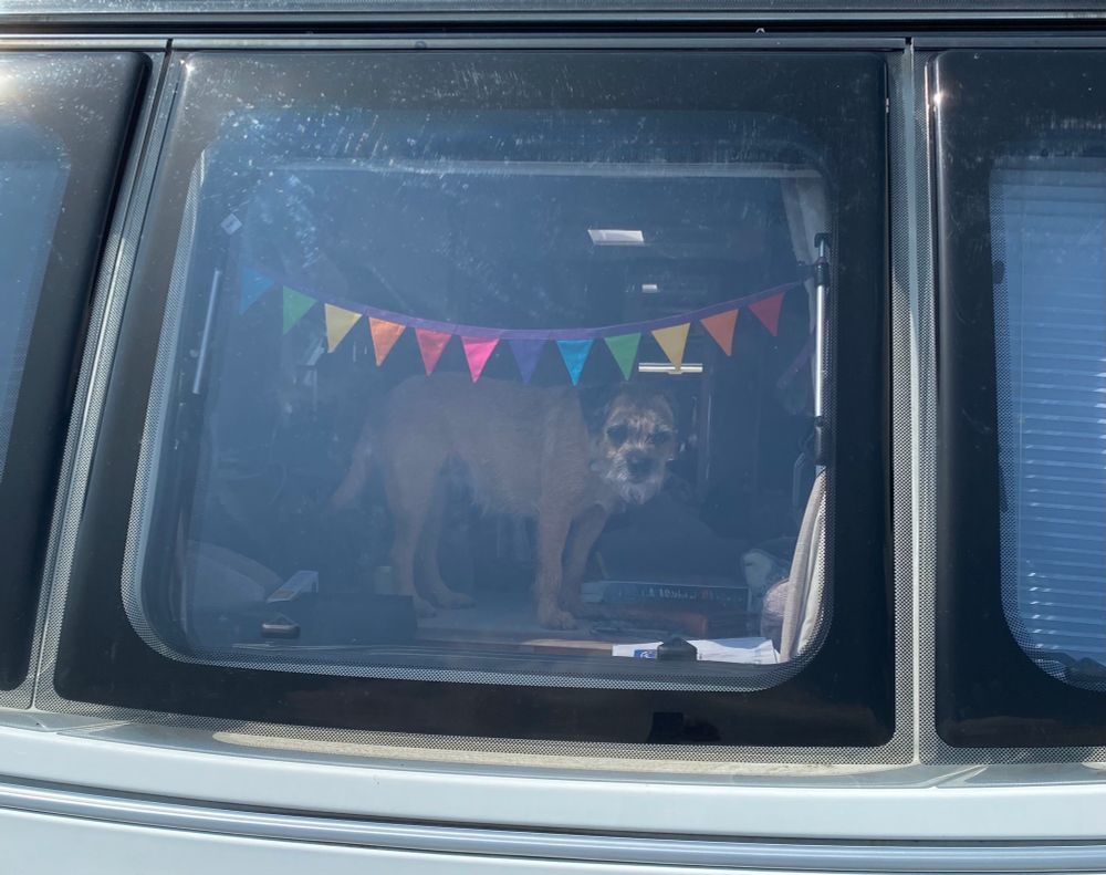 A border terrier standing on a table and looking out of a caravan window