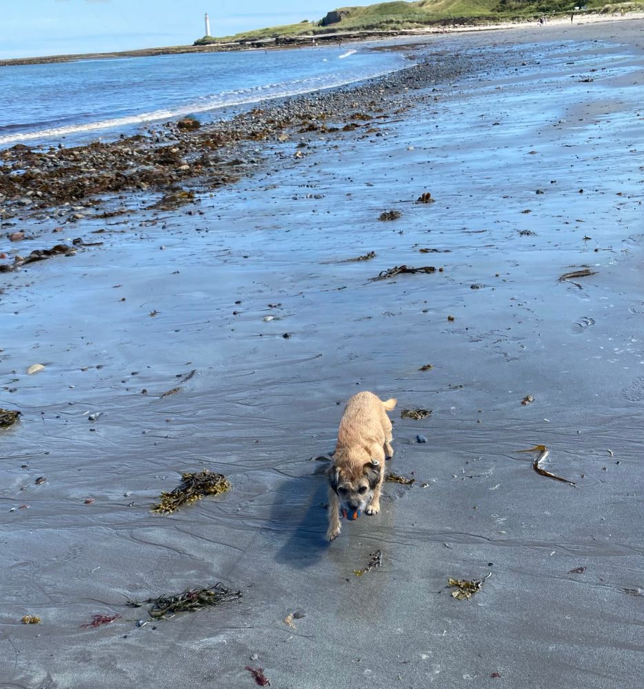 A border terrier running on a beach with a lighthouse at the end of it.  The wet sand reflects the blue sky