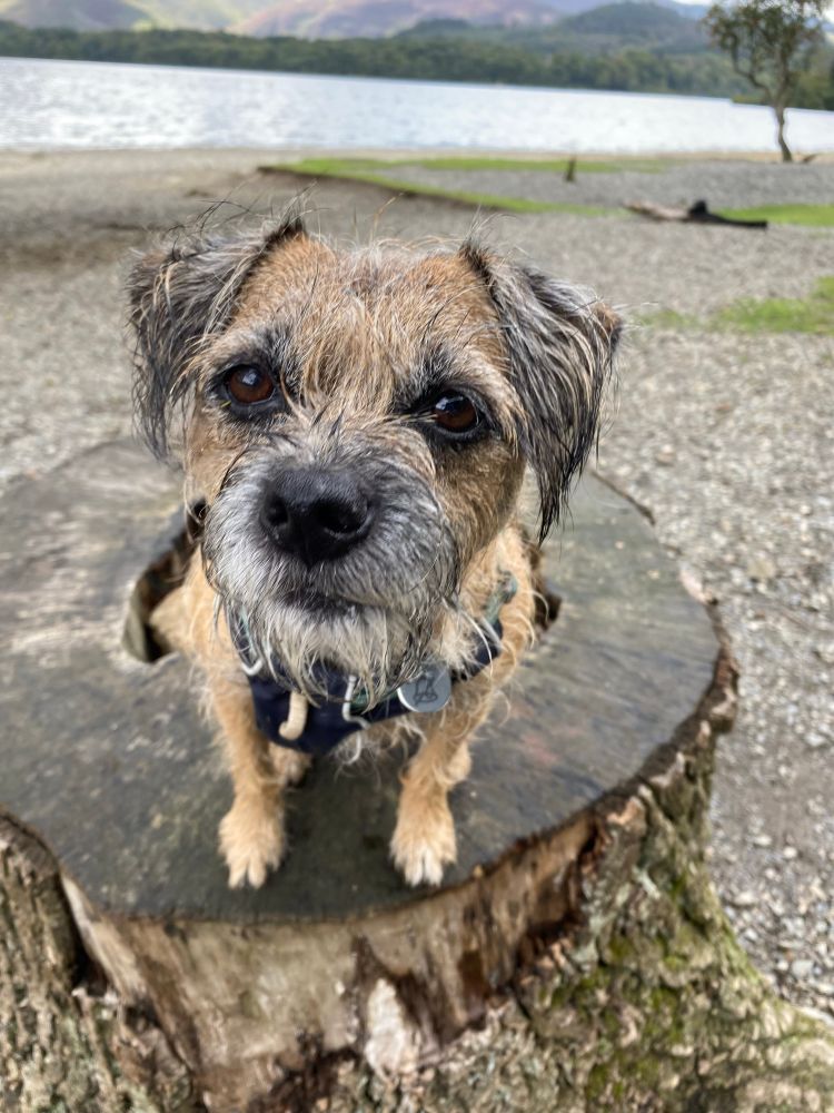 A border terrier sitting on a tree stump. There’s a lake and mountains behind her