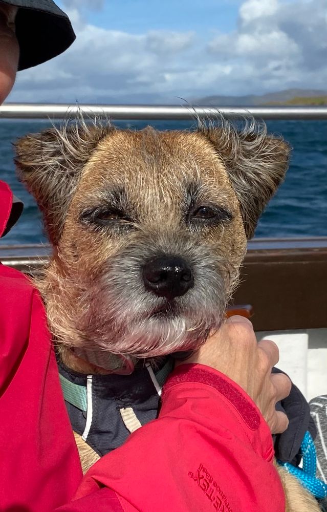 A border terrier on a boat with the wind in her face