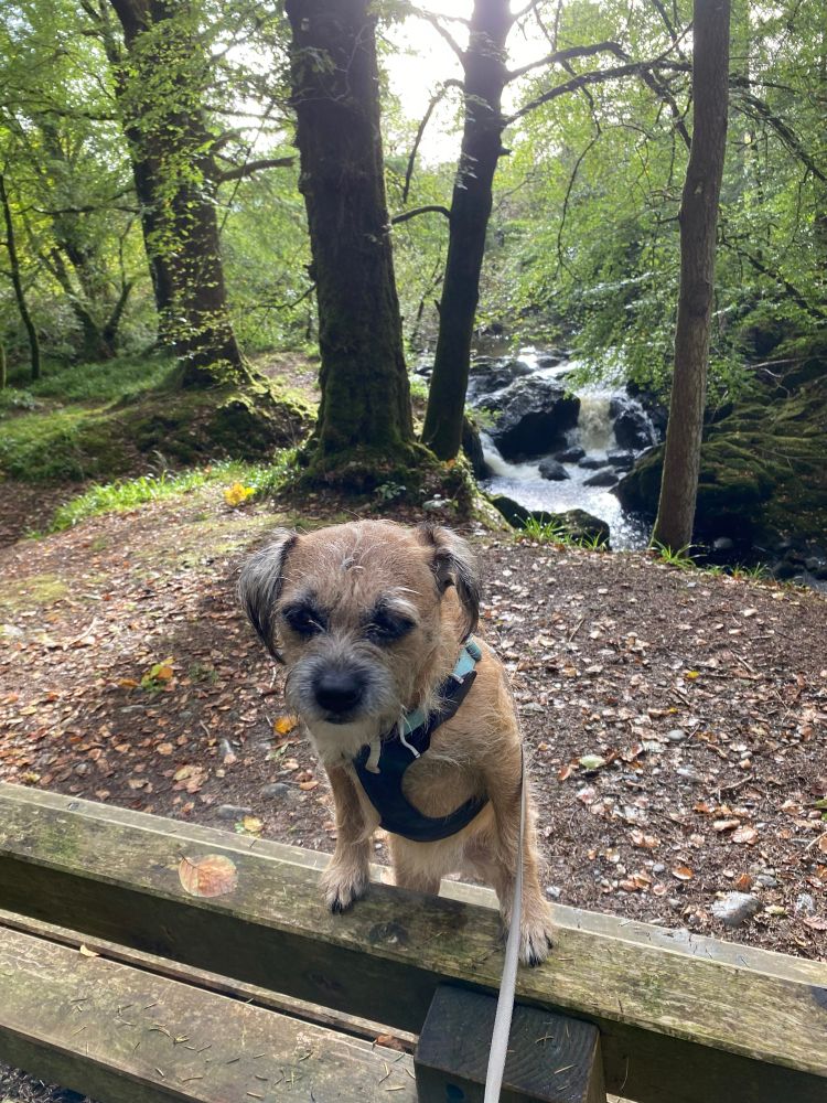 A border stands up on a bench in a sunny wood. There’s a stream behind her with a small rocky waterfall