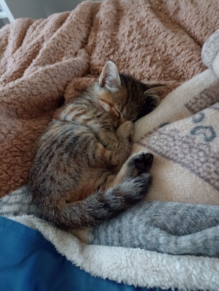 A small tabby cat, curled up on a bed amongst duvets