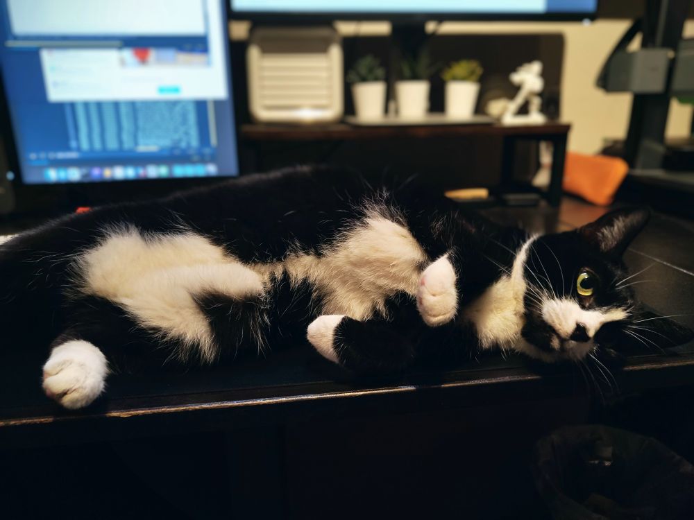 A black and white cat laid on her human's desk as if she wanted him to paint her like one of them French girls.