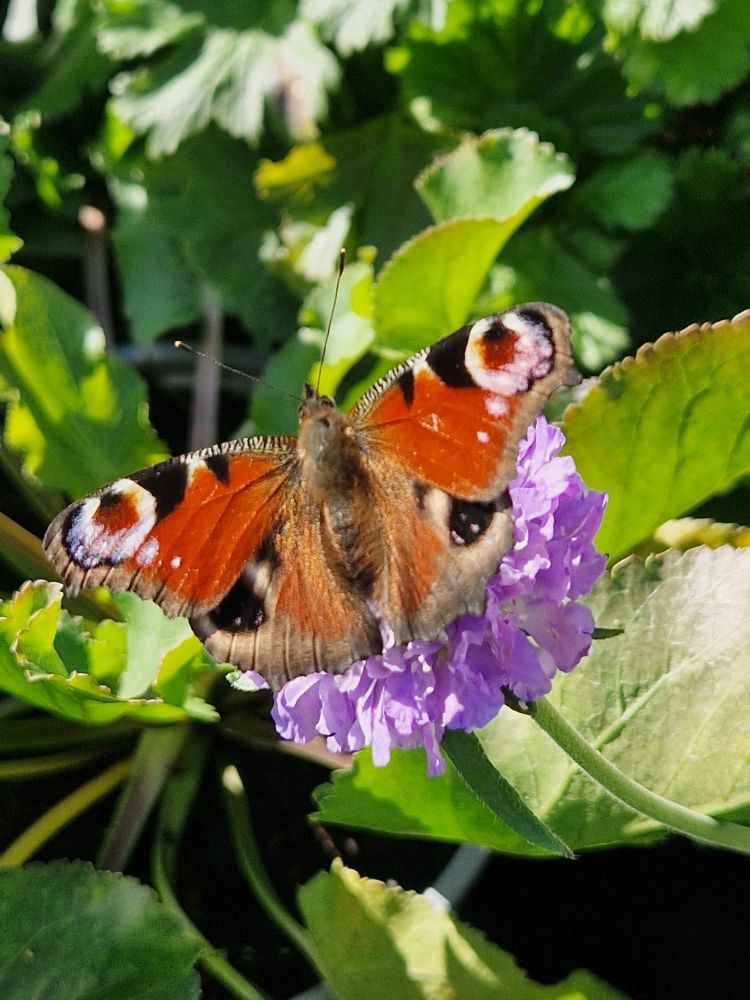 A peacock butterfly on a purple scabiosa columbaria plant