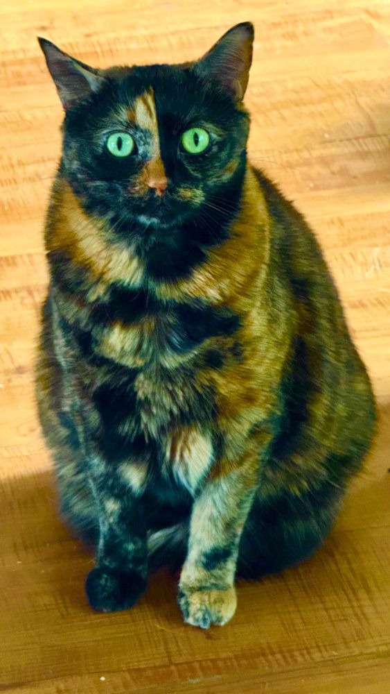 Paige being very tortie.