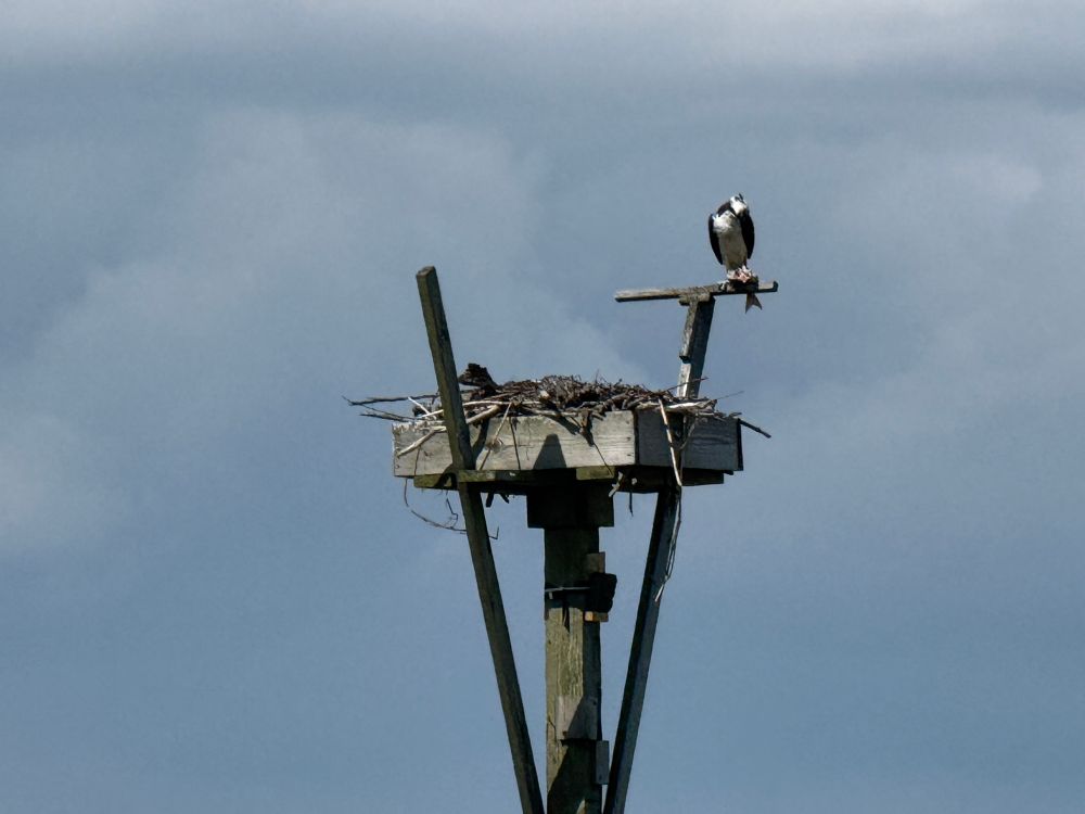 An osprey nest set against a cloudy blue-grey sky. The nest is a wooden box set on top of an old telephone pole. On the right sits a single osprey with a half-eaten fish in its claws. 