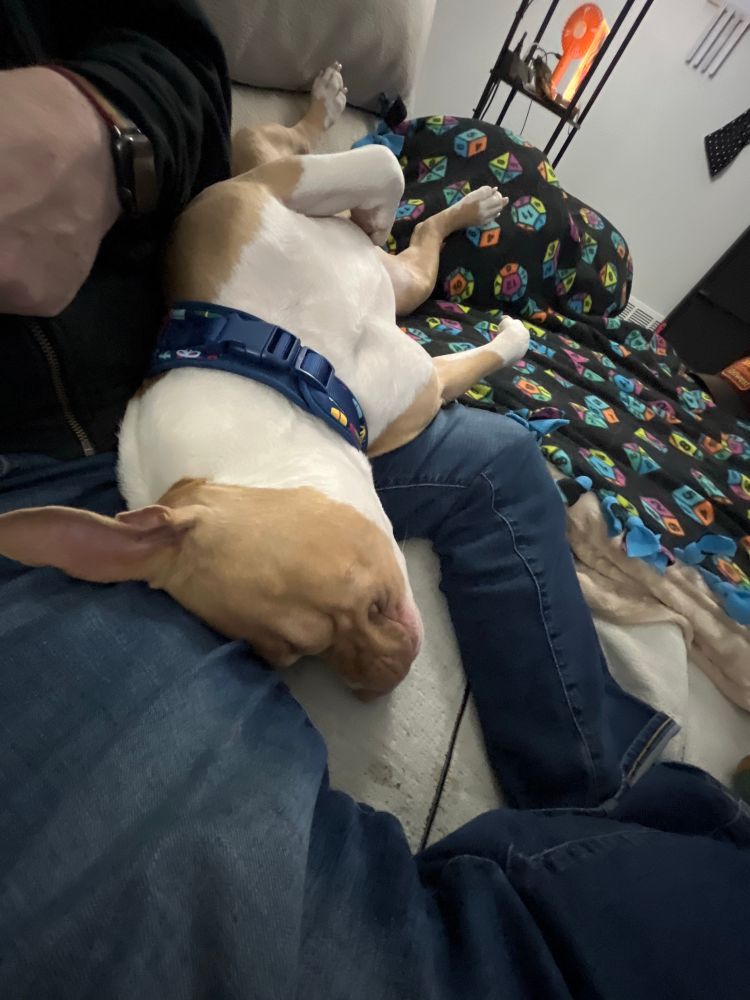 Big Moo resting inverted on my lap, stretching out across the sofa
