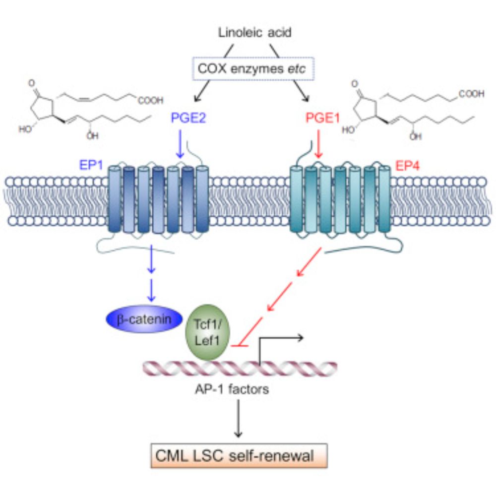 Prostaglandin E1 and Its Analog Misoprostol Inhibit Human CML Stem Cell Self-Renewal via EP4 Receptor Activation and Repression of AP-1