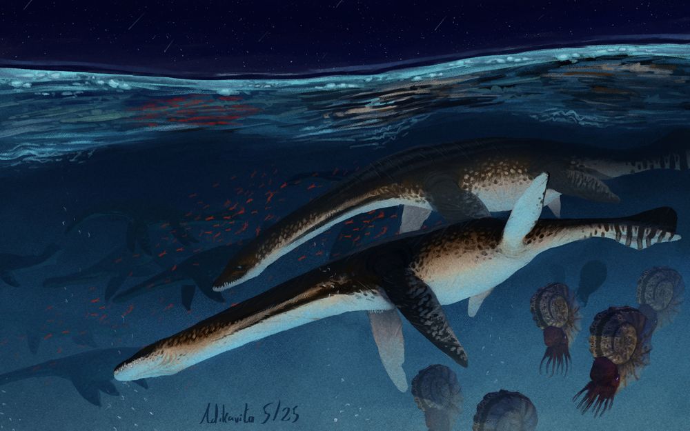 A painting that depicts a pair of Attenborosaurus- long-necked marine reptile with flippers and tail flukes that they use to navigate the ocean and hunt fish. The pair is surrounded by ammonites, fish and other marine reptiles.
