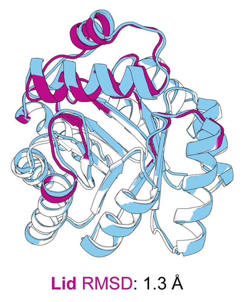 The crystal structure (blue) aligns closely with the design model (minimal TIM barrel and lid colored white and magenta, respectively).