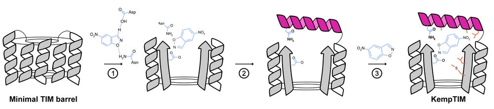 De novo enzyme design using CANVAS.