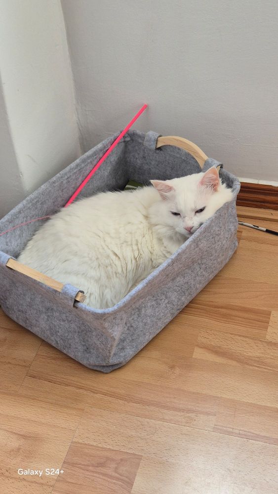 Magali, a fluffy white cat,  is comfortably lying in a soft grey fabric basket on a wooden floor. A pink toy stick rests nearby, while Magali looks relaxed but slightly sleepy, gazing toward the camera.

Portuguese below: Magali, uma gata branca e peluda está deitada confortavelmente em uma cesta de tecido cinza sobre um chão de madeira. Um brinquedo rosa está próximo, enquanto Magali parece relaxada, mas um pouco sonolenta, olhando em direção à câmera.


