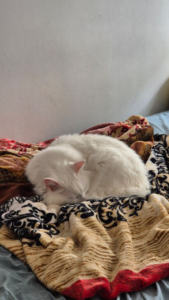 Português: Gata branco de pelo longo dormindo enrolada sobre uma cama com cobertores coloridos. Há uma parede branca ao fundo.

English: A long-haired white cat curled up and sleeping on a bed with colorful blankets. There is a white wall in the background.