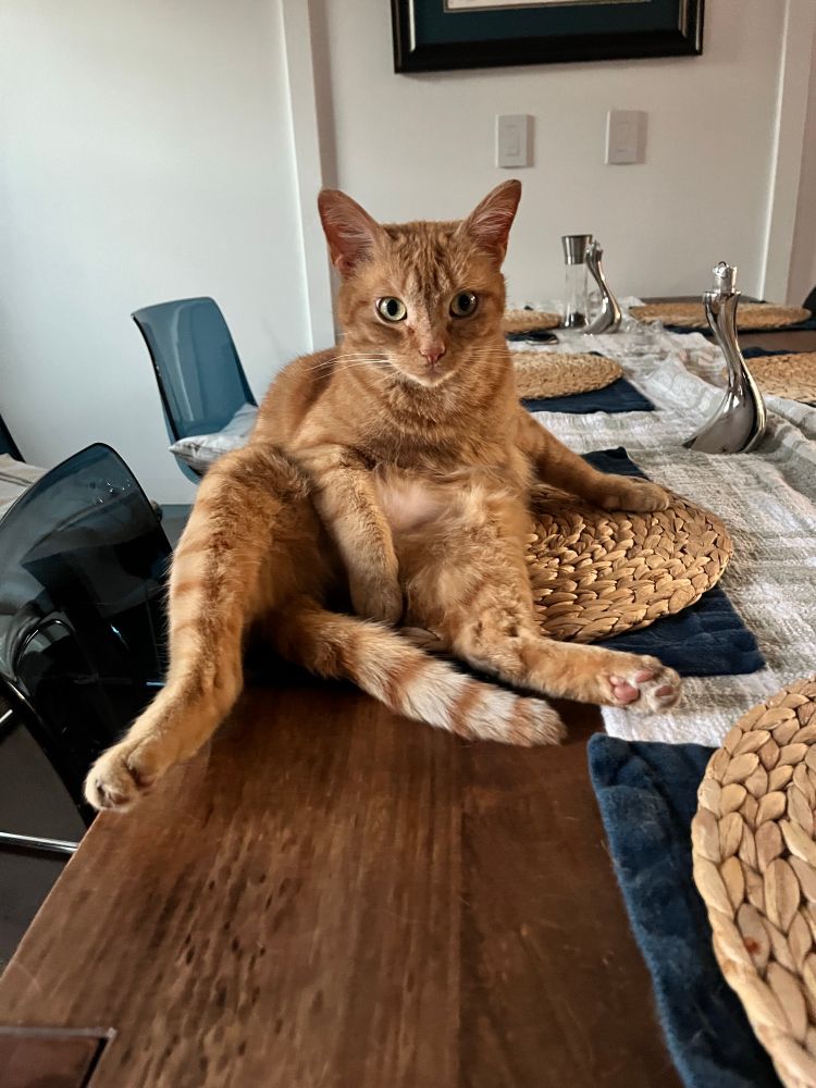 A tabby cat sitting on a table with its legs splayed out in ridiculous fashion
