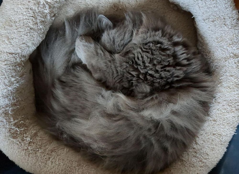 A fluffy grey cat curled up in a circle in his bed. His face is covered by his paw and tail. 