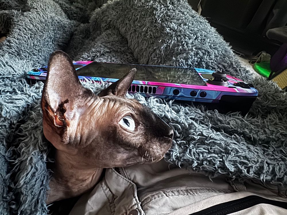 A sphinx cat under a big fluffy blanket, poking his head out. He is joining me under the blanket as I’m about to start playing on my Steam Deck. 