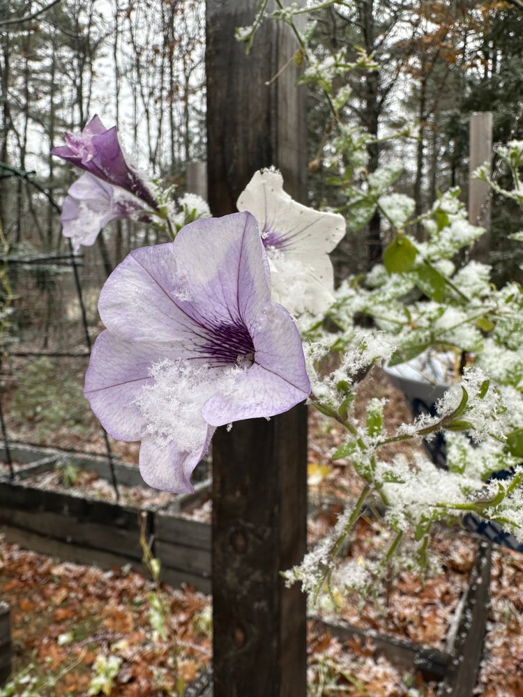 White and Light purple petunias dusted with snow