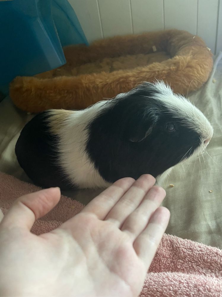 Deceased pet of six years 