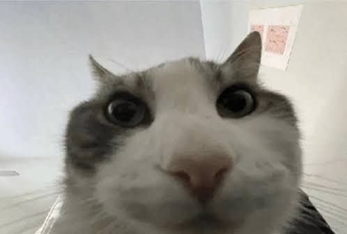 A cat looks at you with a suspicious gaze. He is the cat from the "look inside" meme. 