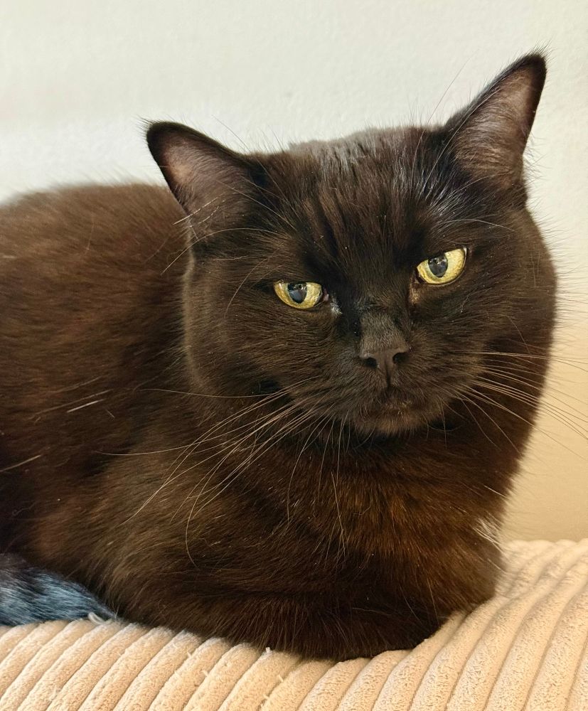 A very grumpy and upset looking round kitty face 