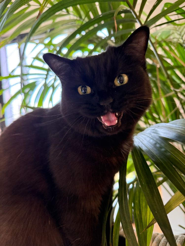 A black kitty meowing at the viewer, framed by a plant in the background 