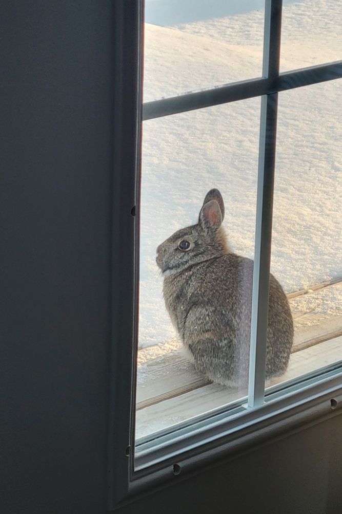 View through a window of a brown rabbit sitting on a deck, one eye on the window, snow just beyond.