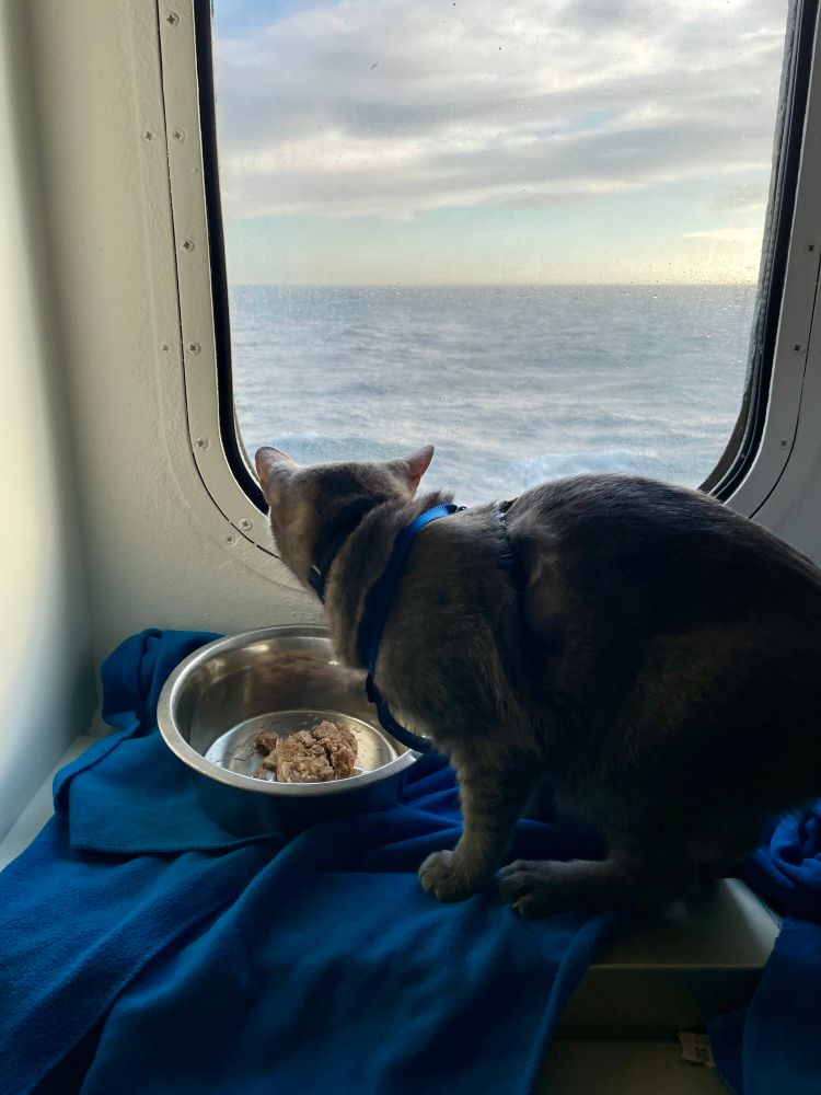 Fortunately, my cat found the siren song of piracy less tempting than the siren song of wet food and a warm bed. 