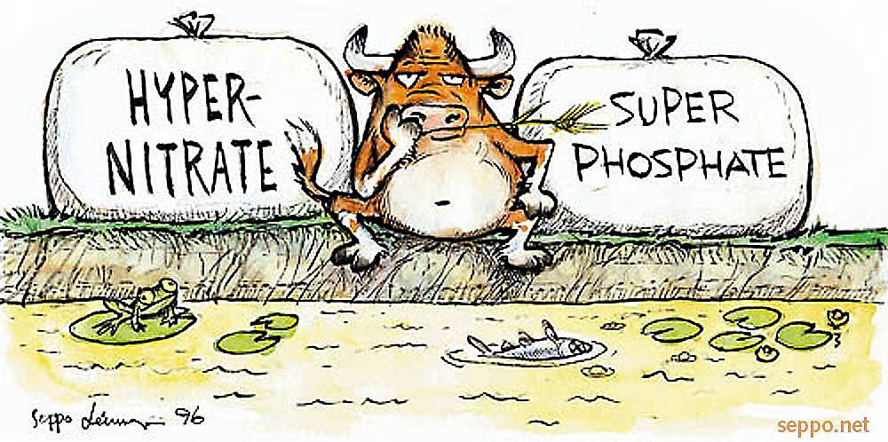 A cow sitting at the shore and thinking about the nitrate & phosphate pollution of aquatic ecosystems.